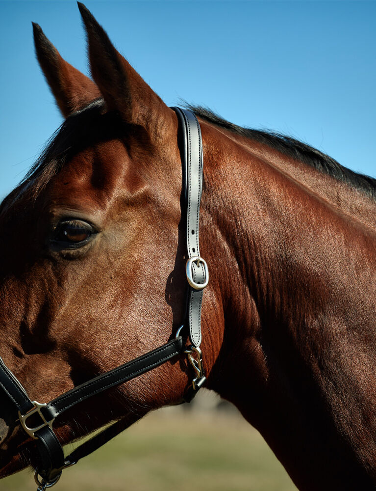 KINCADE Slim Leather Padded Headcollar