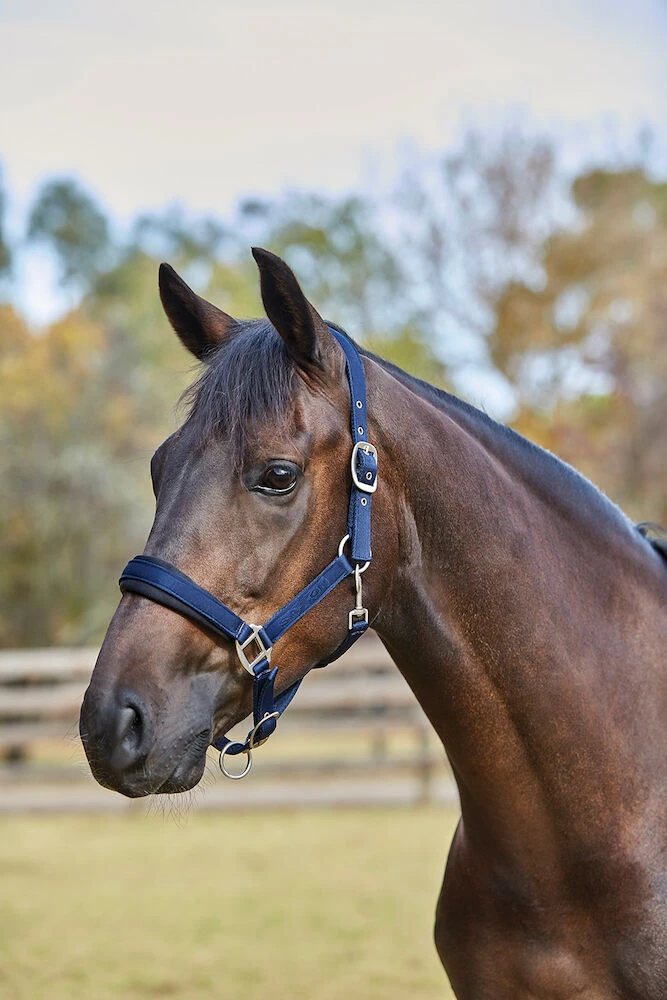 SAXON Nylon Padded Imprint Headcollar