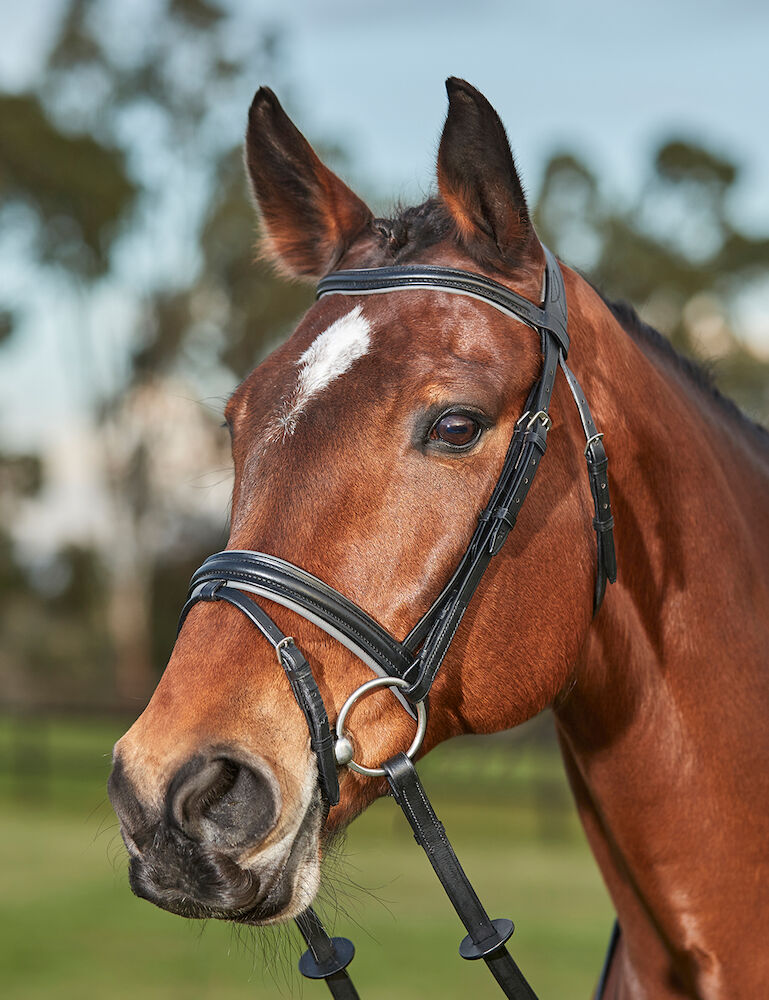 KINCADE Comfort Crown Two Toned Padded Bridle