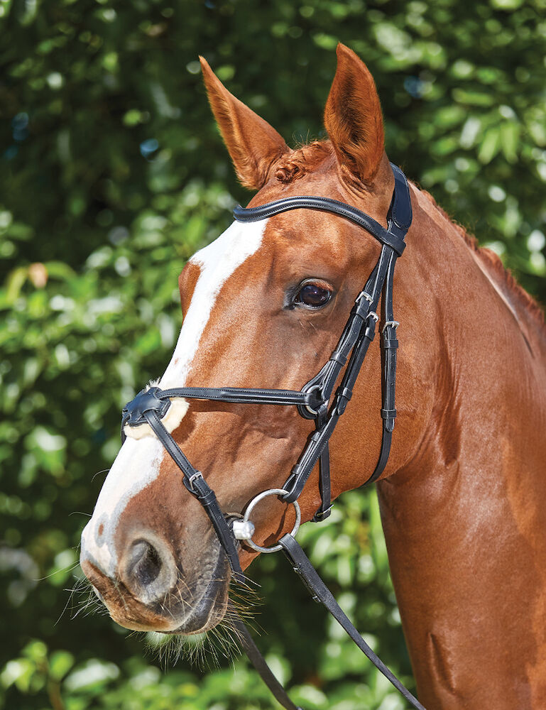 COLLEGIATE ComFiTec Grackle Bridle