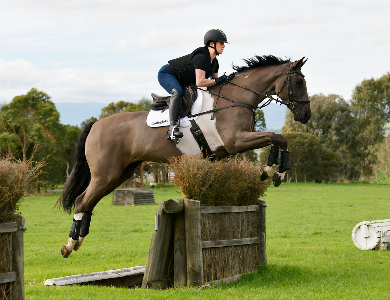 COLLEGIATE Distinction Mono Event Saddle