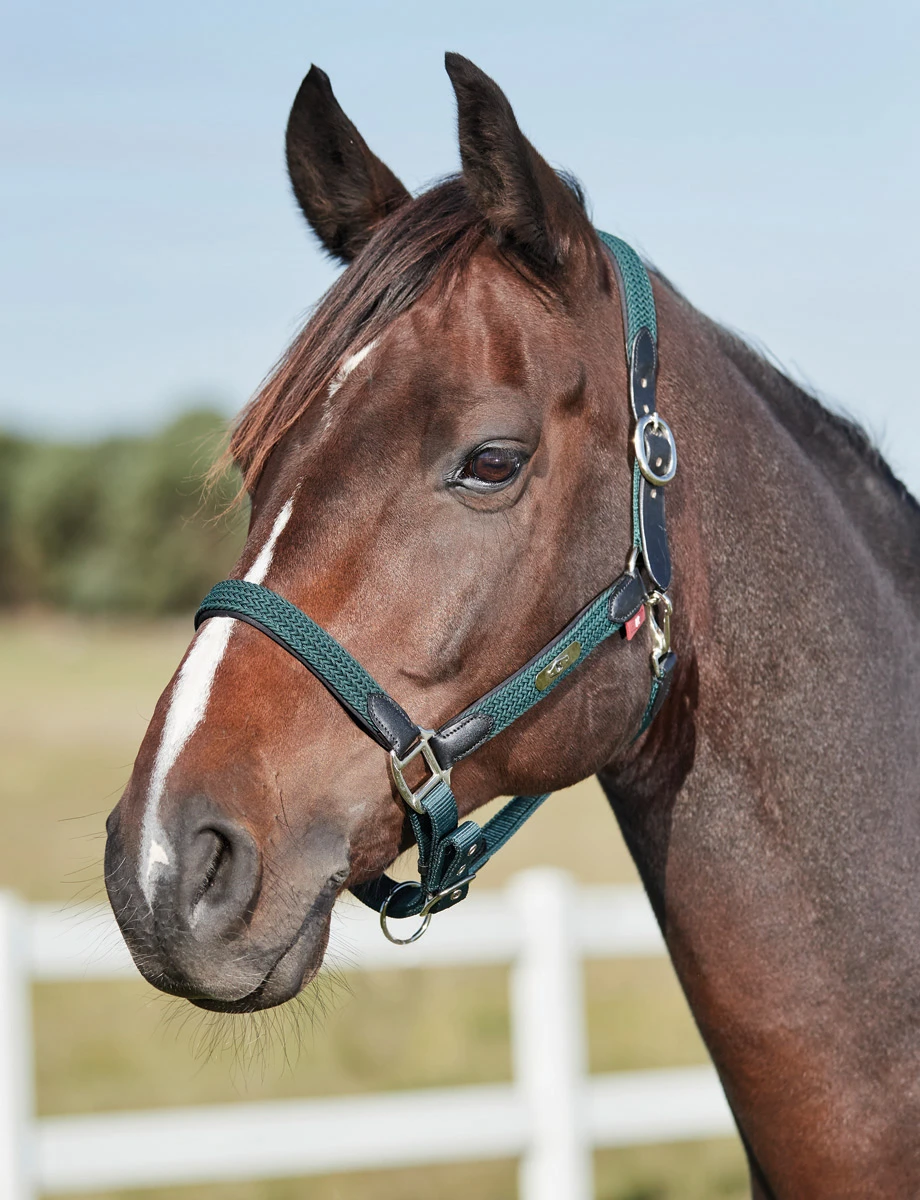 KINCADE Braided Headcollar
