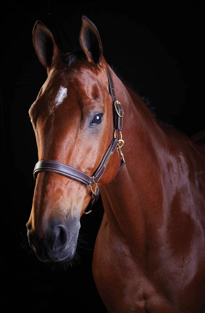 COLLEGIATE Leather Headcollar II