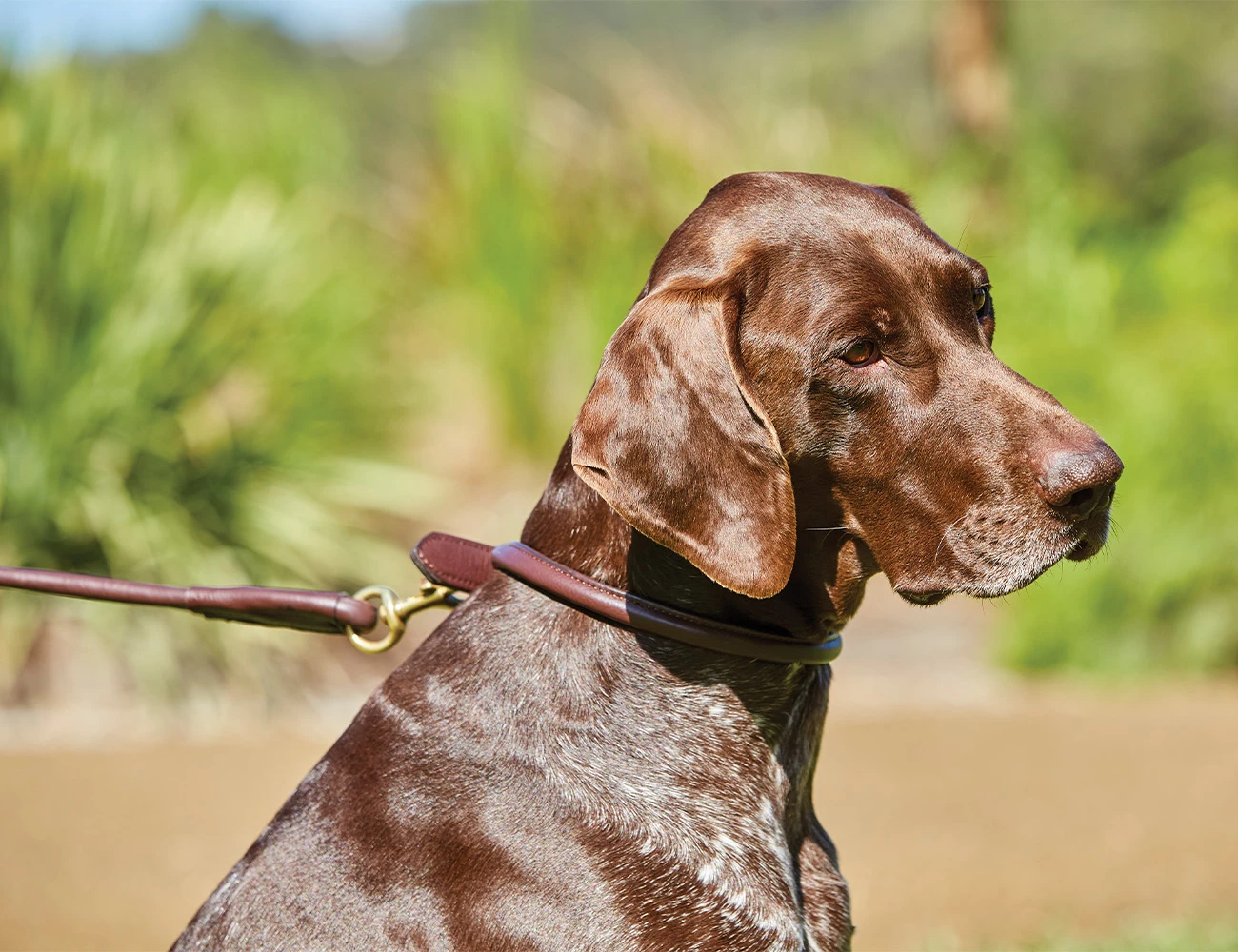 WEATHERBEETA Rolled Leather Dog Collar