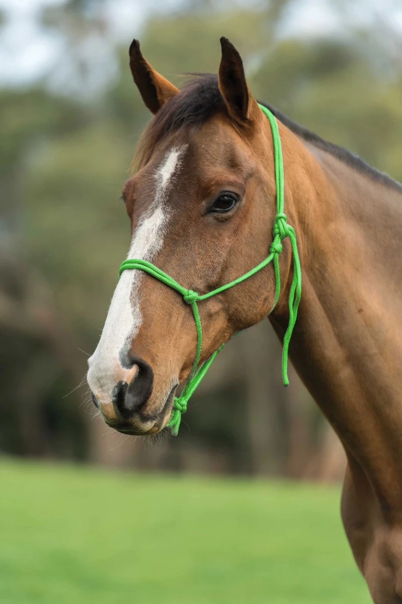 ROMA Nylon Rope Headcollar