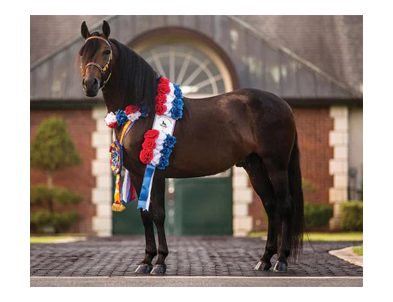 BREYER Traditional Vivaldi De Besilu - Paso Fino