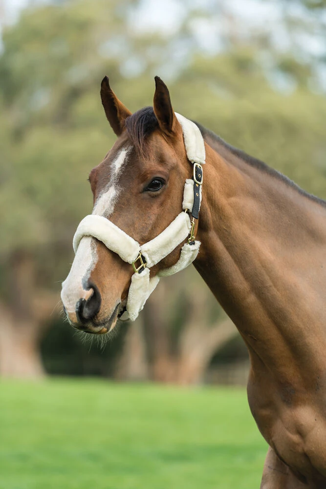 KINCADE Travel Headcollar