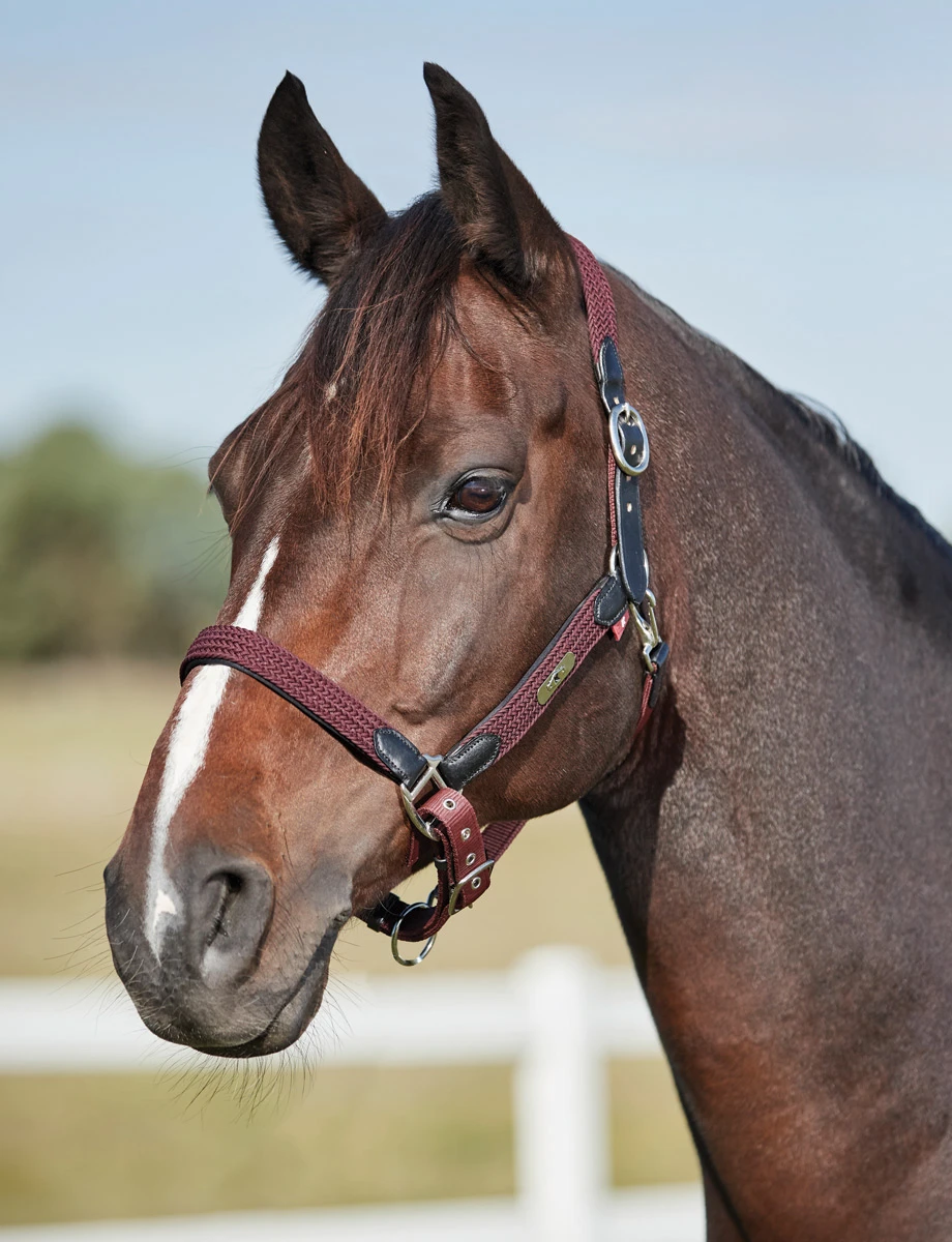 KINCADE Braided Headcollar