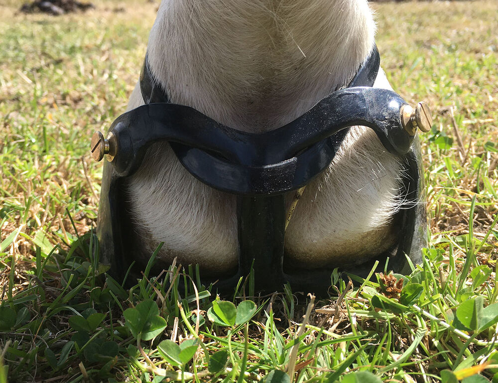 SCOOT BOOTS Scoot Boot Scoot Mud Strap