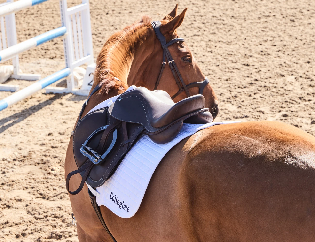 COLLEGIATE Astute Close Contact Saddle