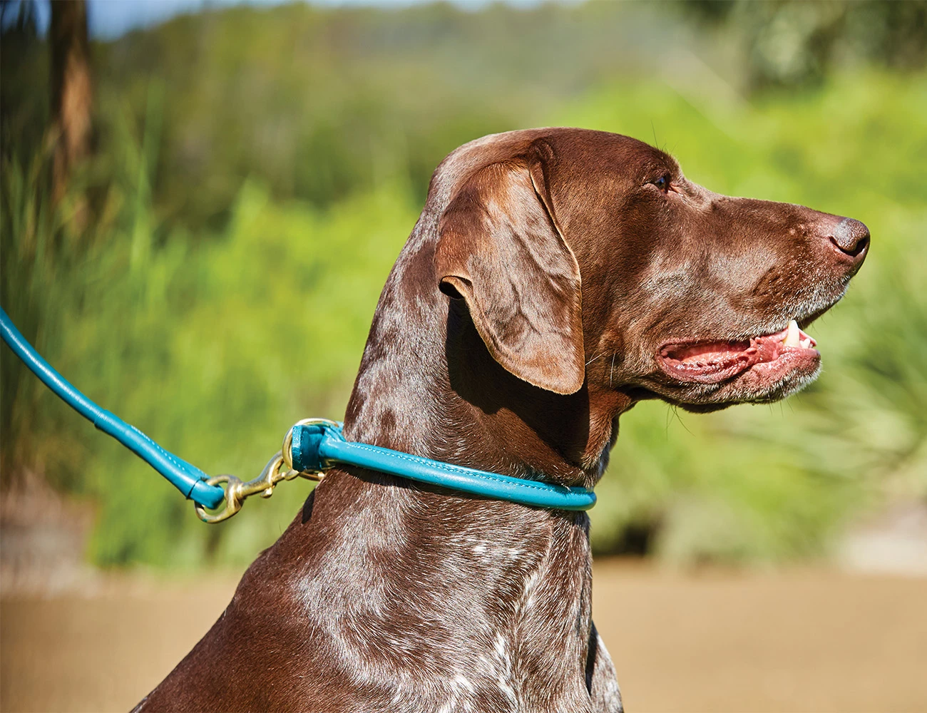 WEATHERBEETA Rolled Leather Dog Collar