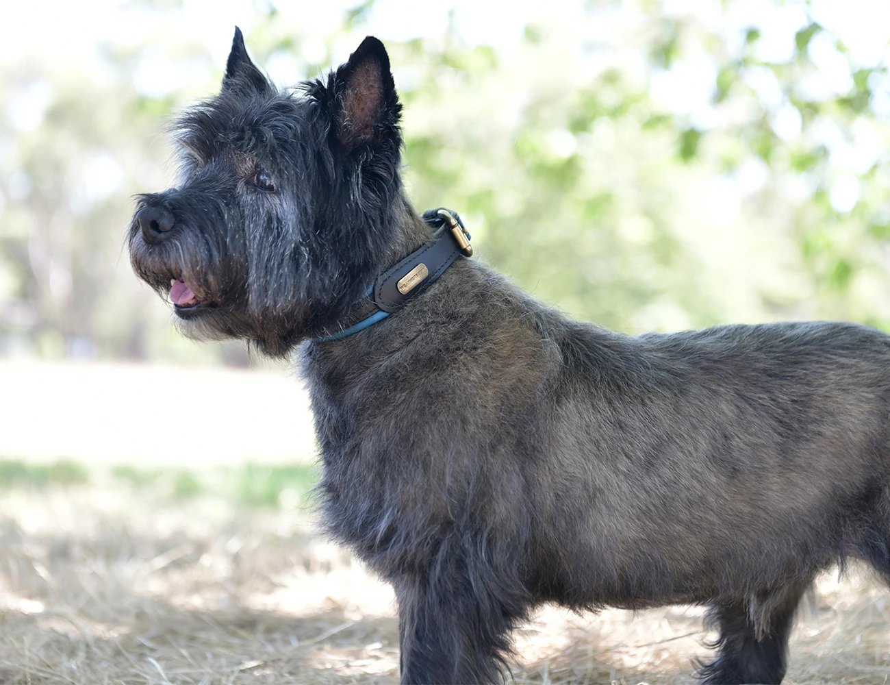 WEATHERBEETA Padded Colour Leather Dog Collar