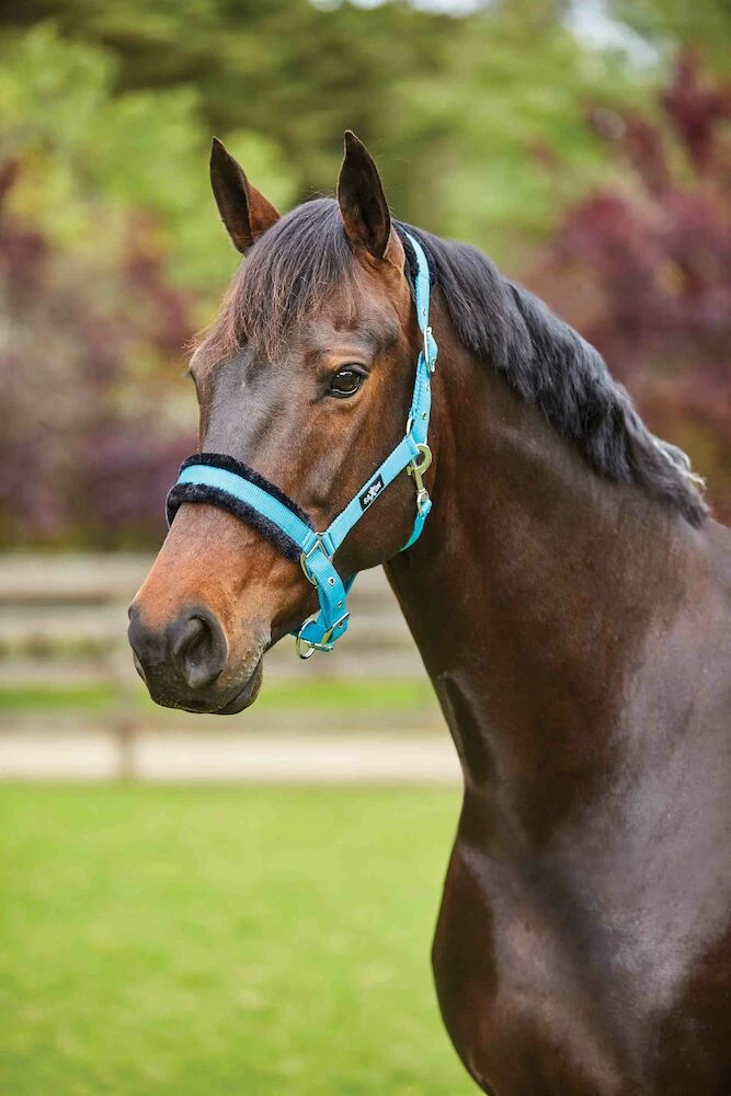 SAXON Element Fleece Headcollar