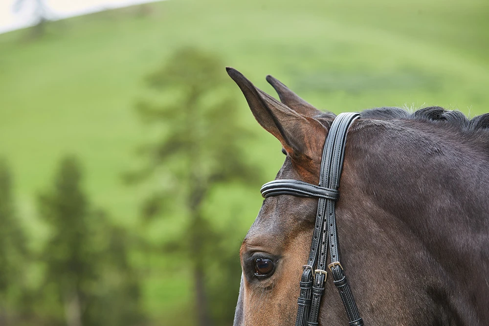 COLLEGIATE Syntovia+ Padded Raised Flash Bridle