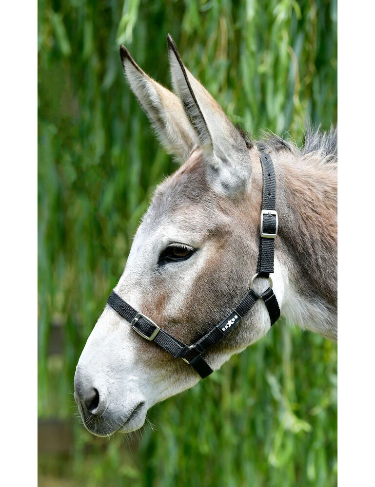 SAXON Economy Headcollar