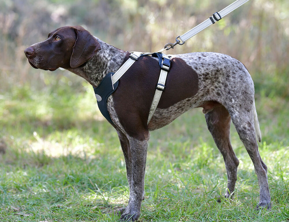 WEATHERBEETA Explorer Dog Harness