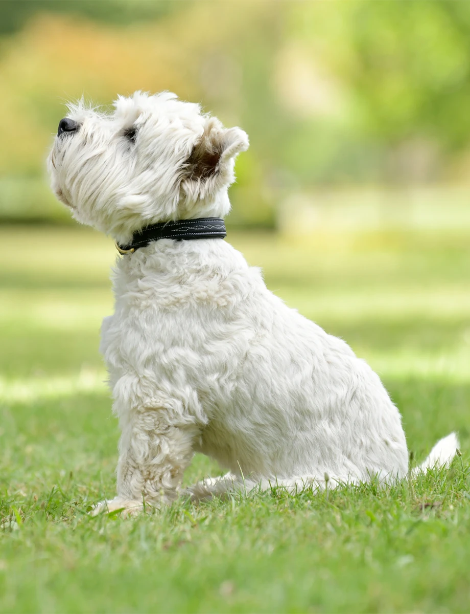 WEATHERBEETA Fancy Stitch Collar