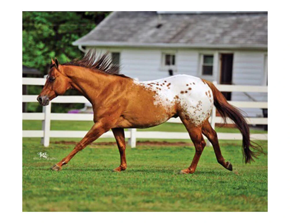 BREYER Traditional Chocolatey - Champion Appaloosa