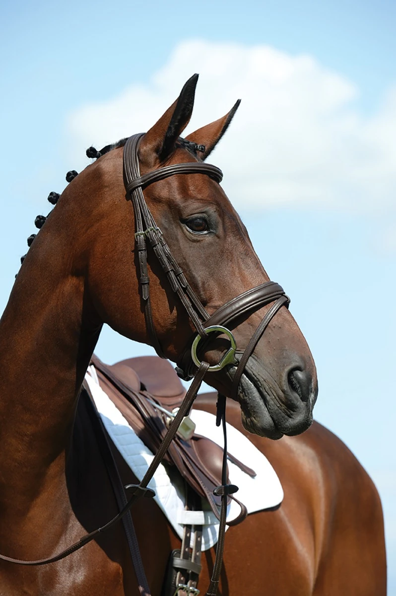 COLLEGIATE Syntovia+ Padded Raised Flash Bridle