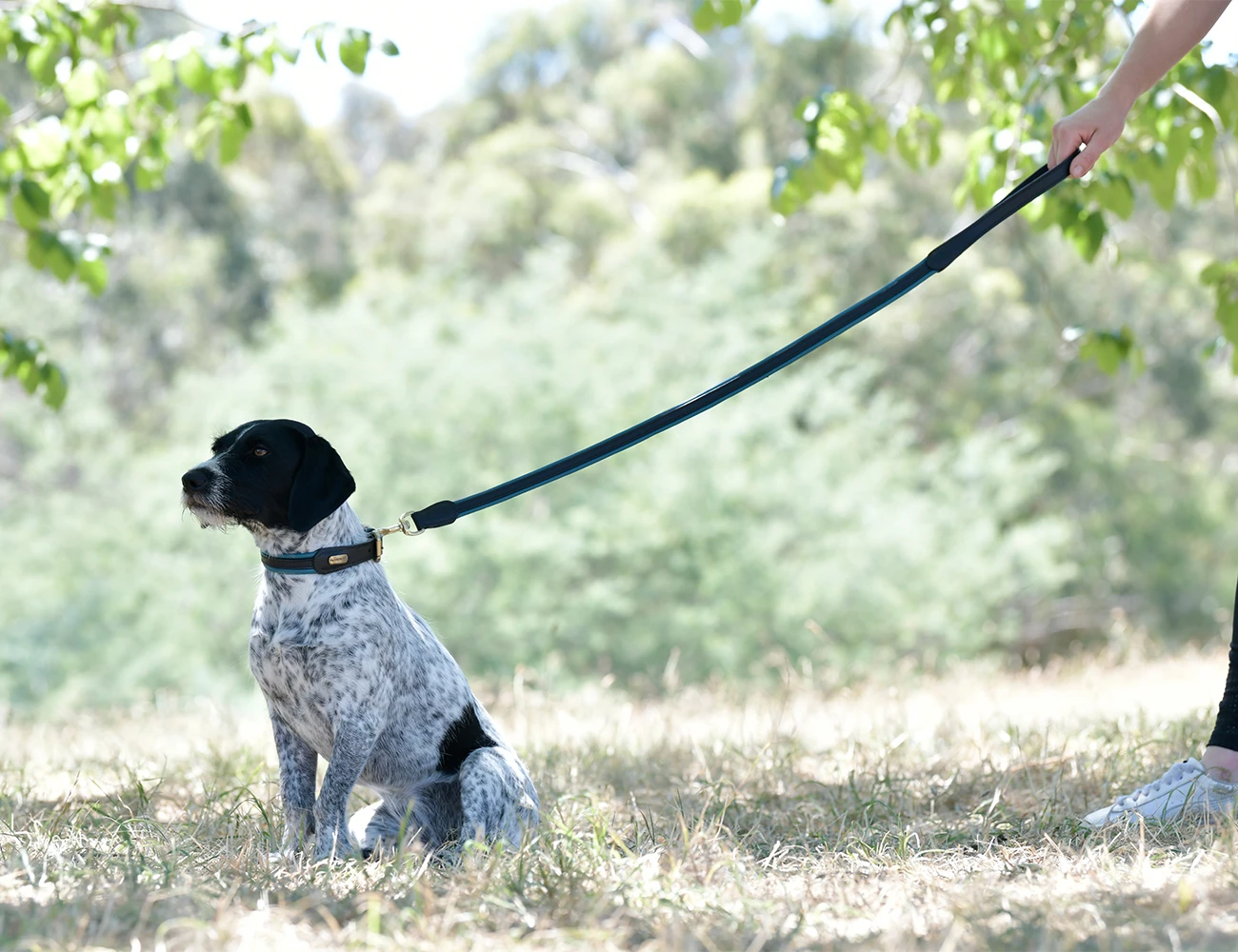 WEATHERBEETA Padded Colour Leather Dog Collar