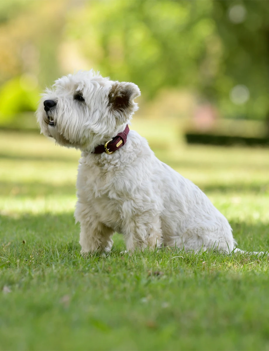 WEATHERBEETA Suede Dog Collar