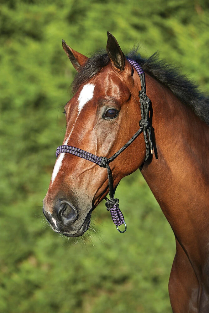 SAXON Cord Rope Headcollar