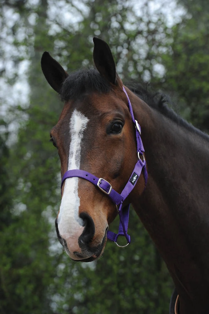 SAXON Economy Headcollar