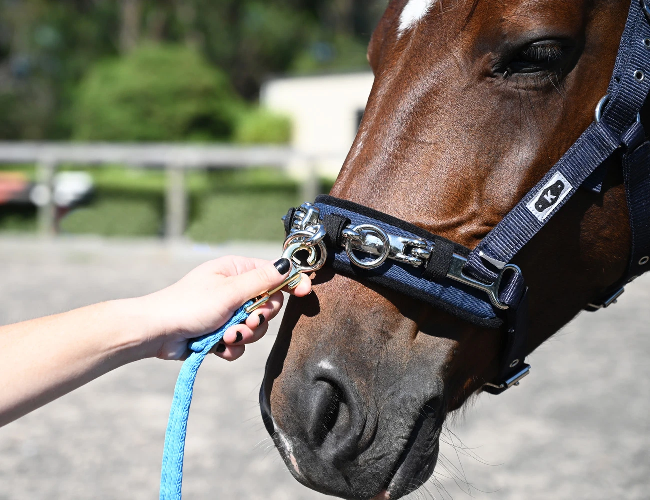 KINCADE Coordinate Lunge Cavesson