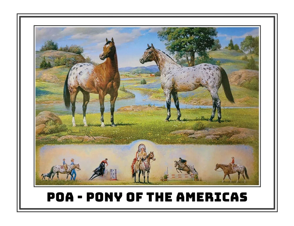 BREYER Traditional Orren Mixer Ideal Pony Of The Americas
