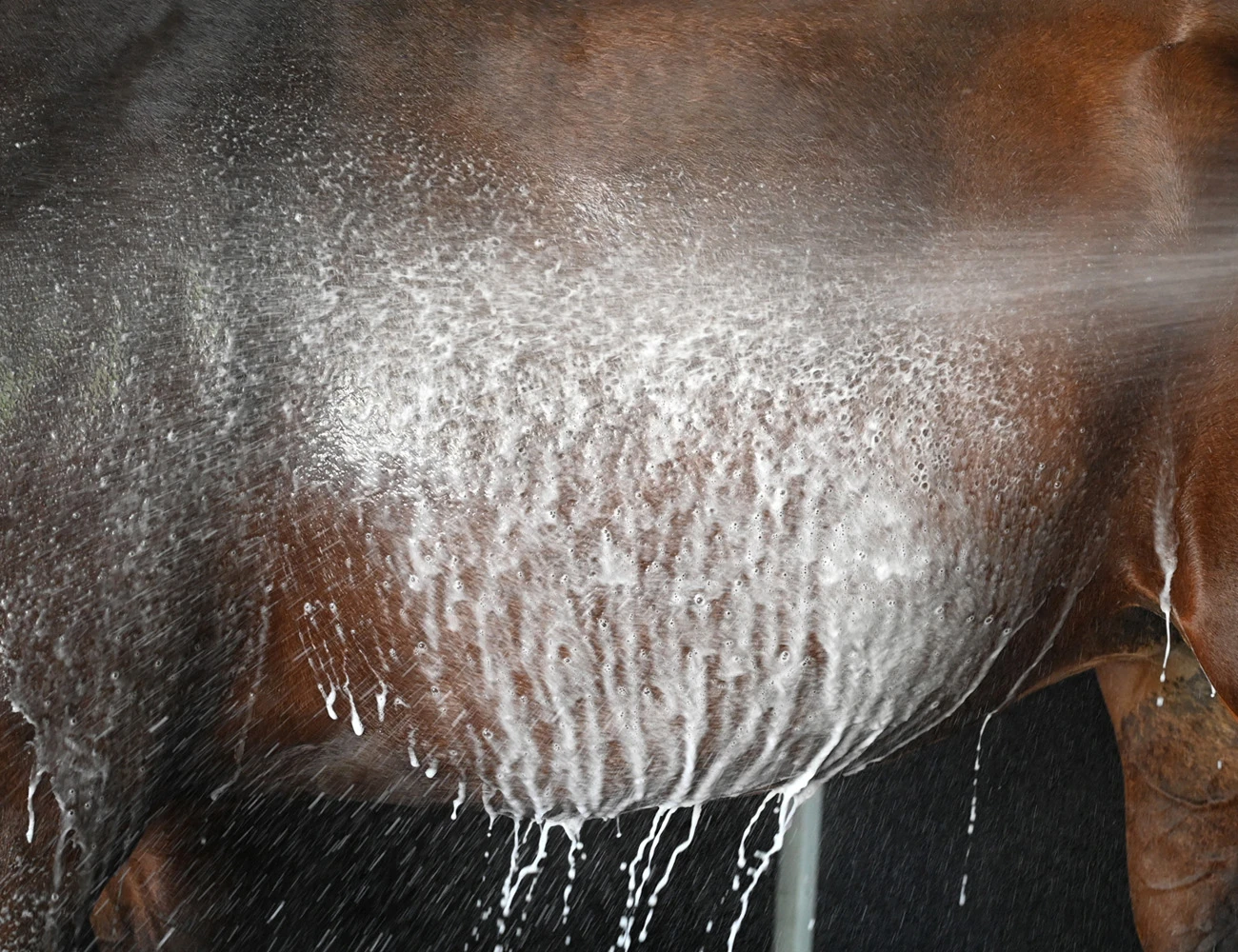 EQUIWASH Botanical Coconut Shampoo