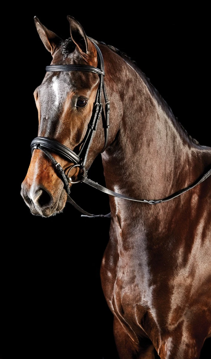 COLLEGIATE Syntovia+ Padded Raised Flash Bridle