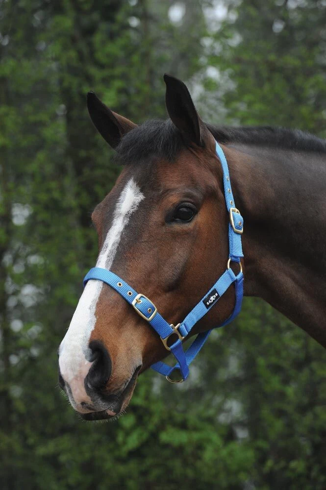 SAXON Nylon Brass Buckle Headcollar