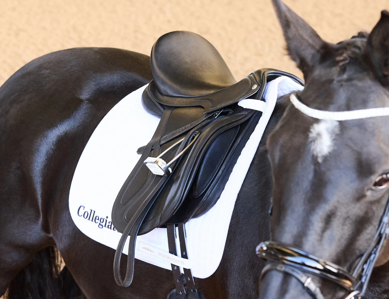 COLLEGIATE Acclaim Dressage Saddle