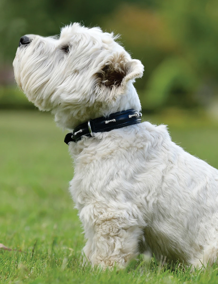 WEATHERBEETA Soft Leather Bones Collar