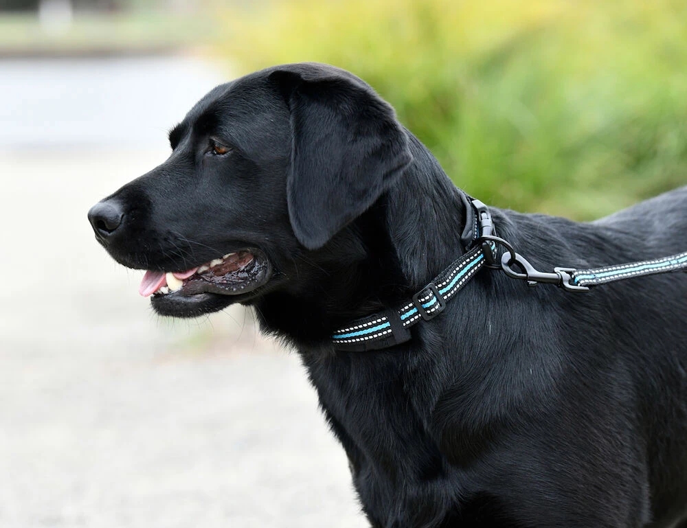 WEATHERBEETA Reflective Dog Collar
