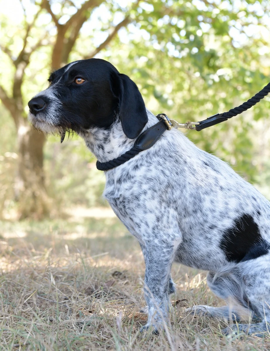 WEATHERBEETA Rope Dog Collar