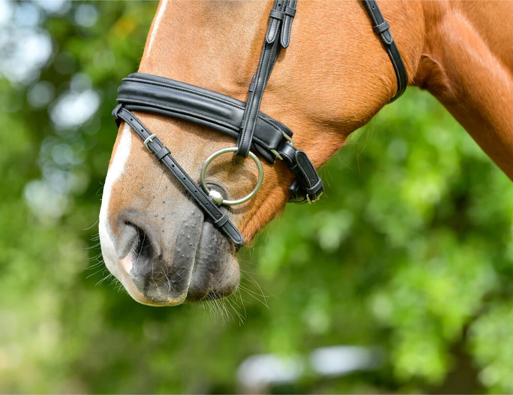 COLLEGIATE ComFiTec Opulux Raised Dressage Bridle
