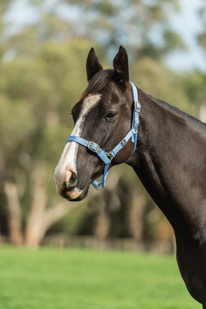 SAXON Nylon Brass Buckle Headcollar