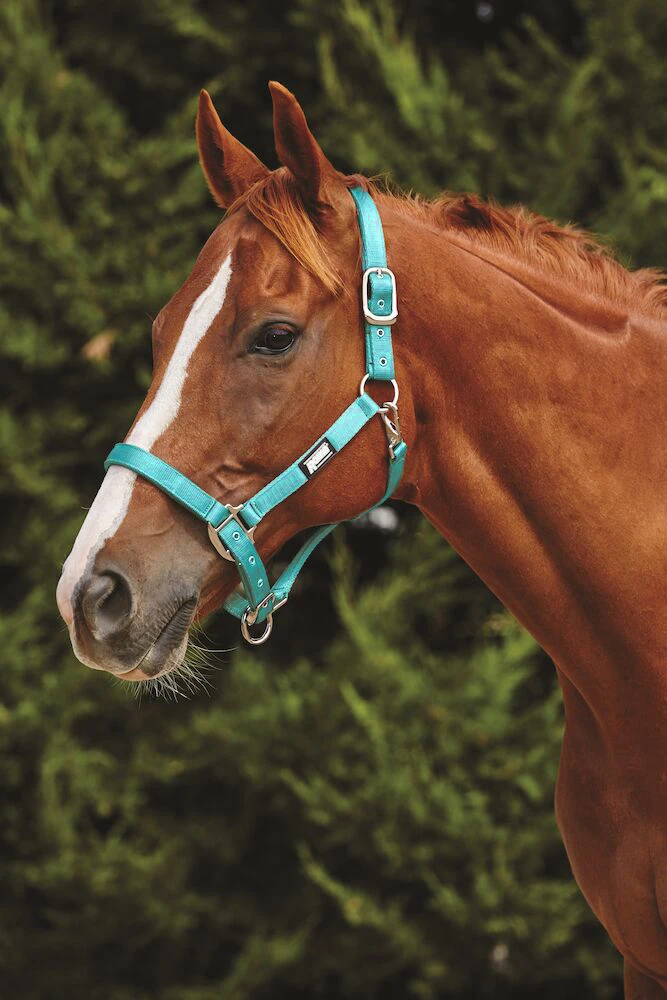 ROMA Fleece Trim Headcollar