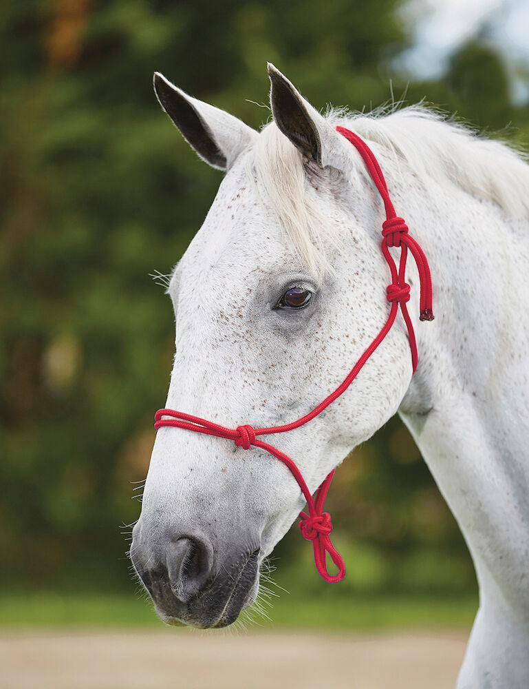 ROMA Nylon Rope Headcollar