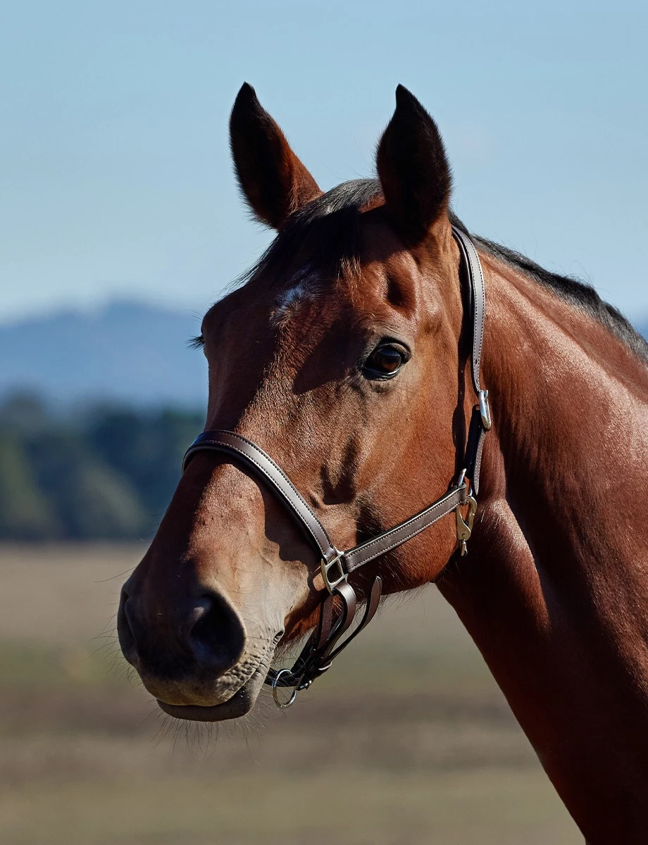 KINCADE Slim Leather Padded Headcollar