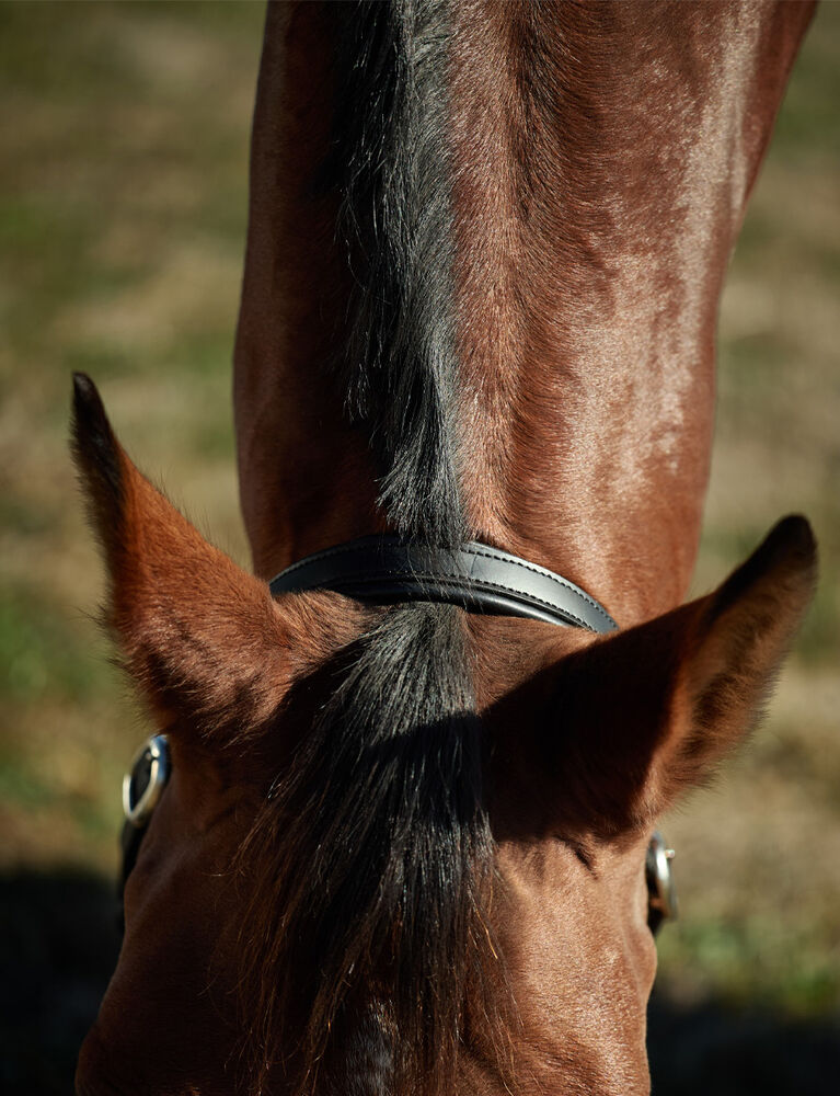 KINCADE Slim Leather Padded Headcollar