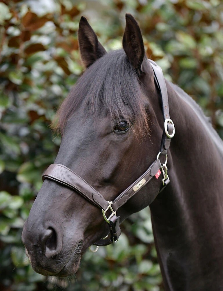 KINCADE Anatomical Headcollar