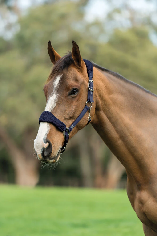 ROMA Airmesh Headcollar