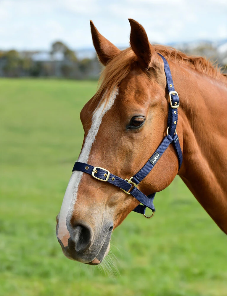 SAXON Nylon Brass Buckle Headcollar