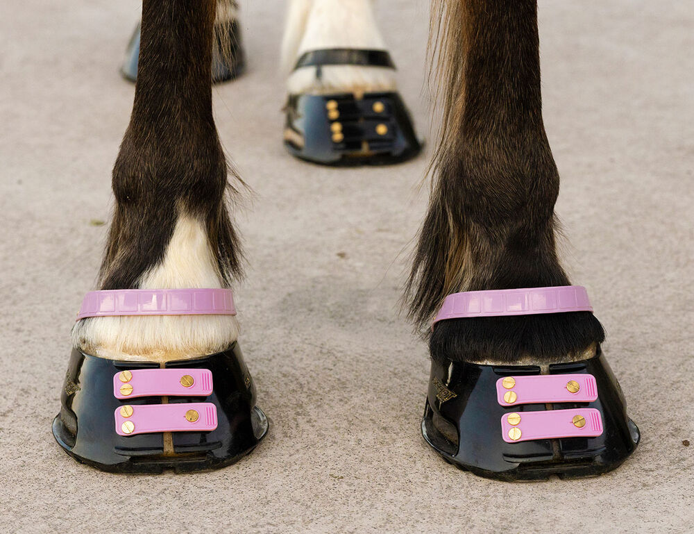 SCOOT BOOTS Scoot Boot Pastern Strap