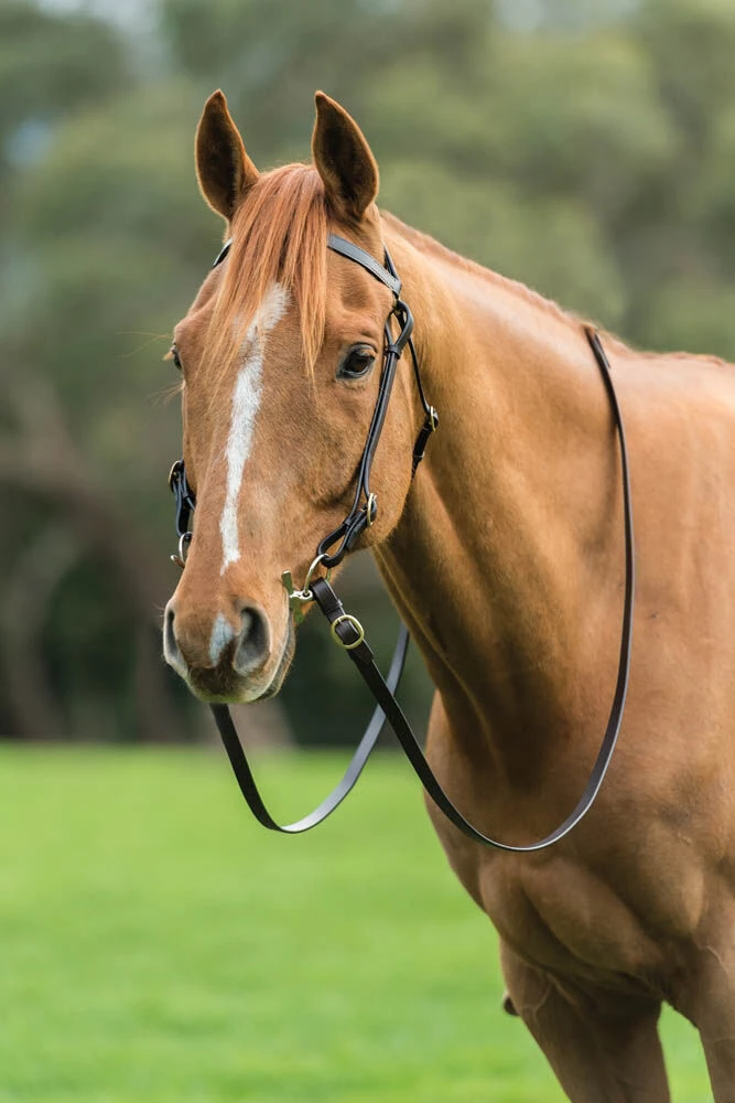 KINCADE Brass Barcoo Bridle