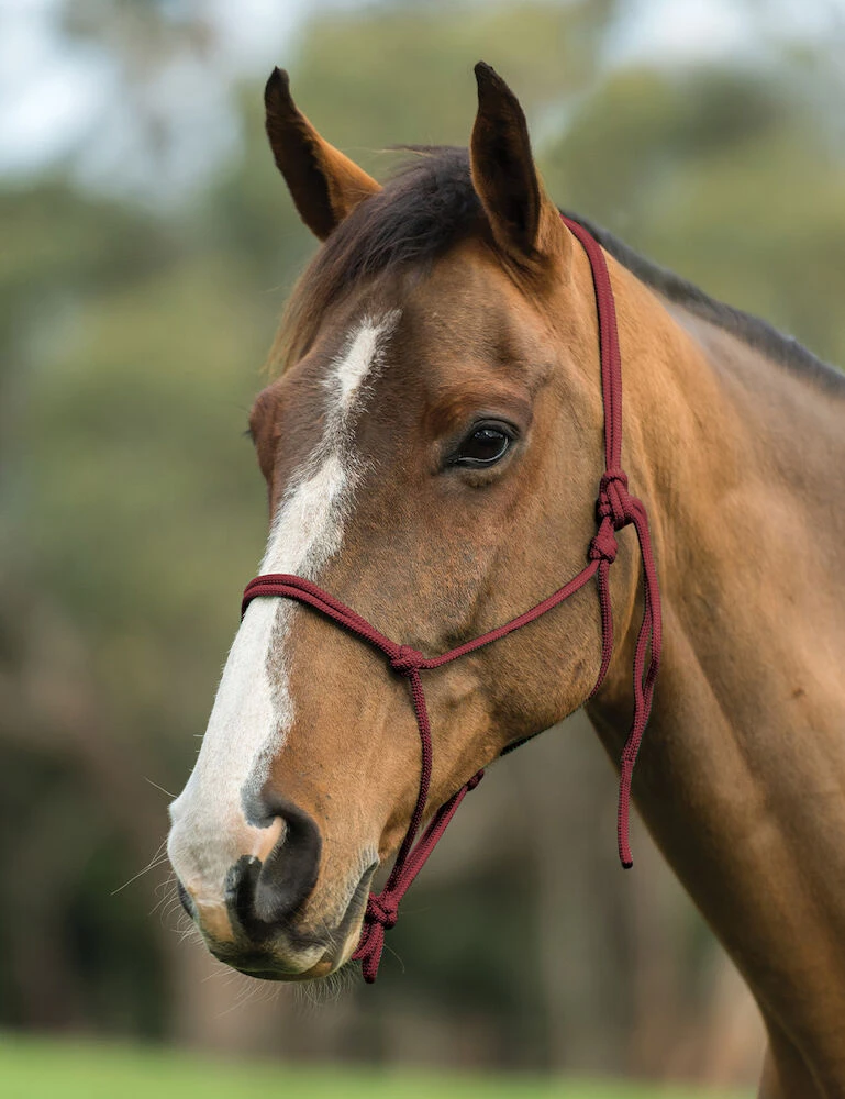 ROMA Nylon Rope Headcollar