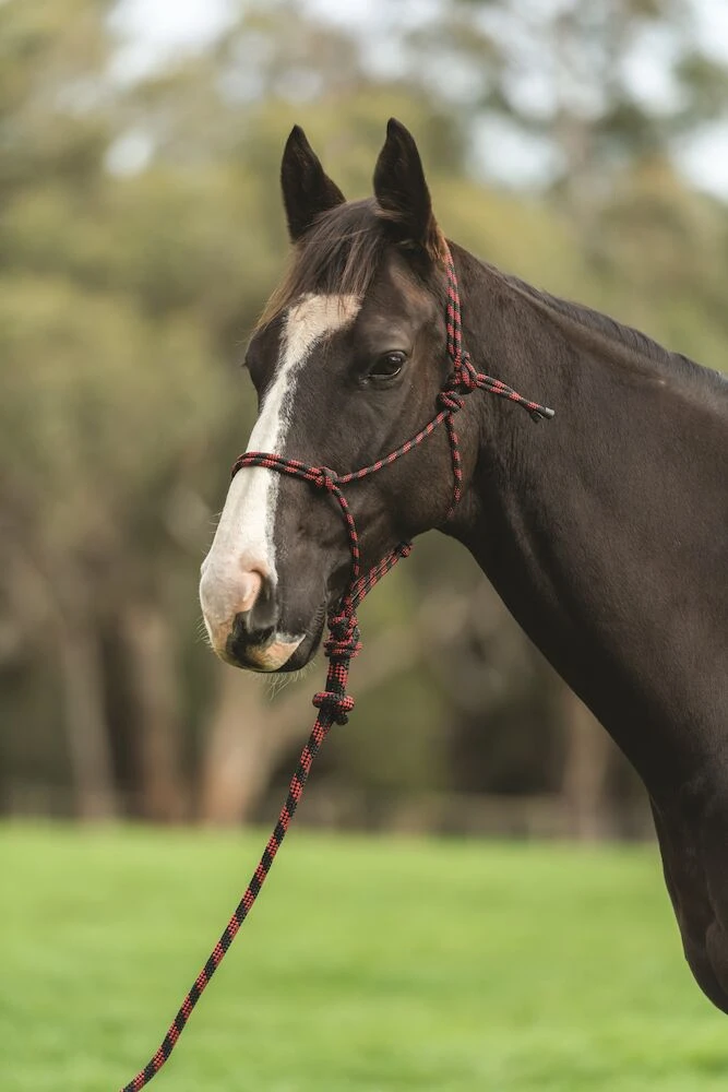 SAXON Two Tone Rope Headcollar And Lead Set