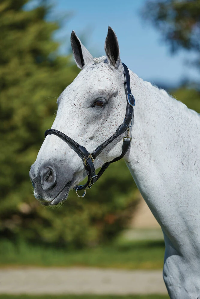 KINCADE Leather Rope Headcollar